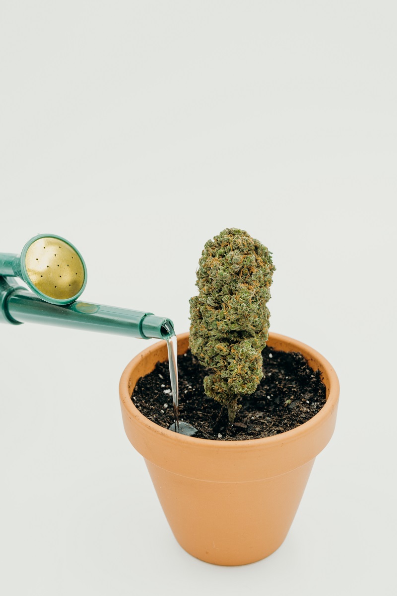 Photograph of product: Art - Grow Your Own