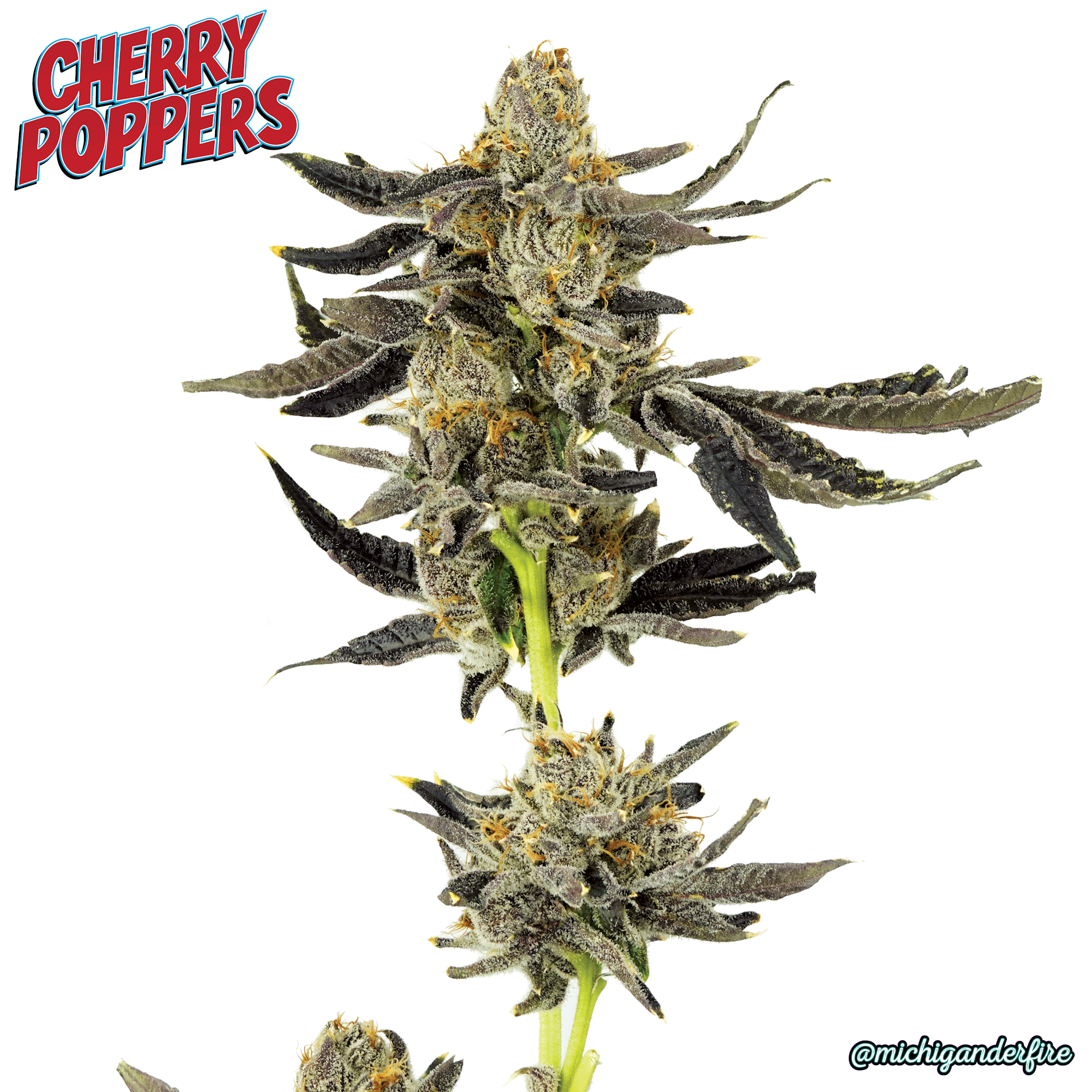 Photograph of product: Cherry Poppers | Pre-Roll 5-pack | 2.5g