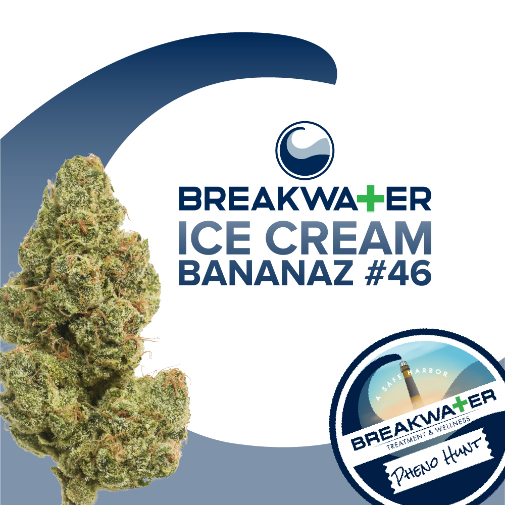 Photograph of product: Ice Cream Bananaz #46 Premium Flower - 7g