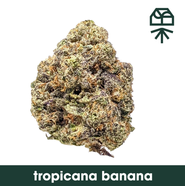 Photograph of product: Grassroots Prepack Whole Flower 3.5g- Tropicana Banana