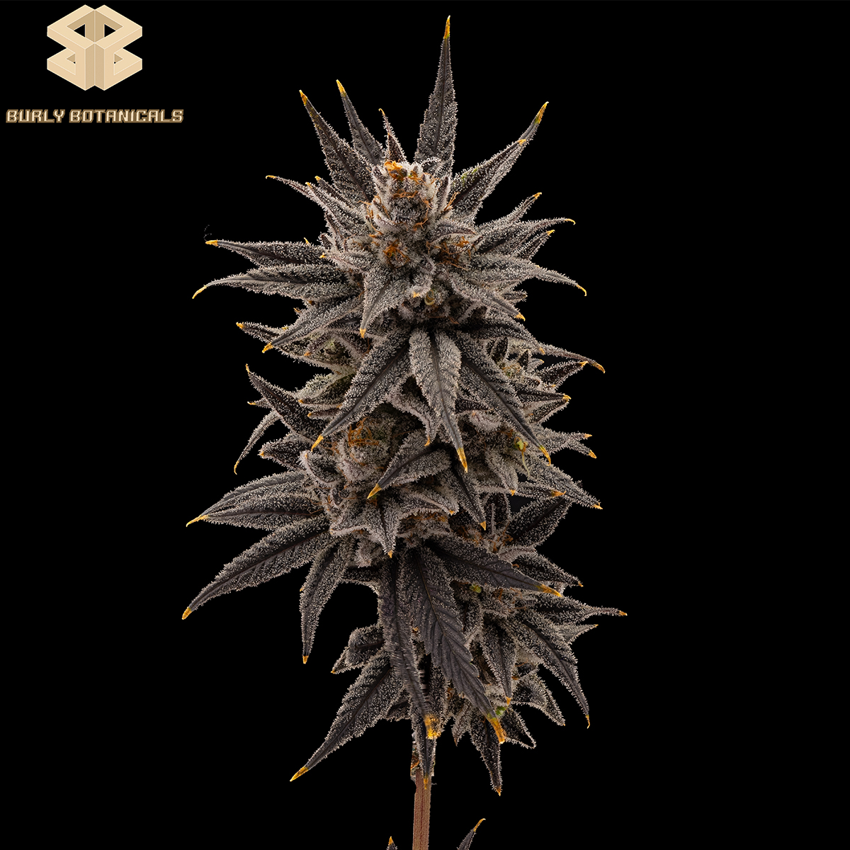 Photograph of product: 10th Planet #7 - Burly Botanicals Flower - 7g