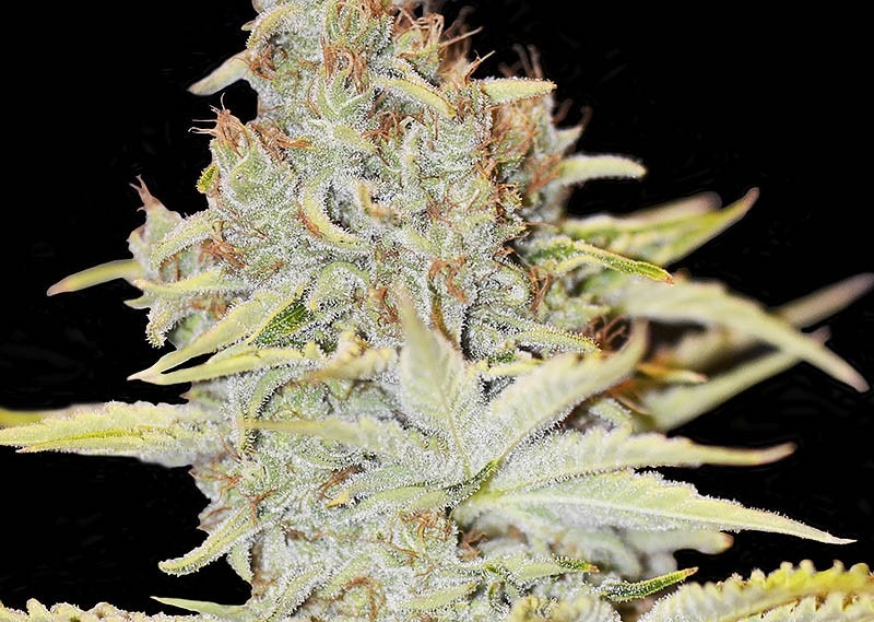 Photograph of product: Platinum Shelf - Prolific Grow House -  Pink Candy (S) - 1g