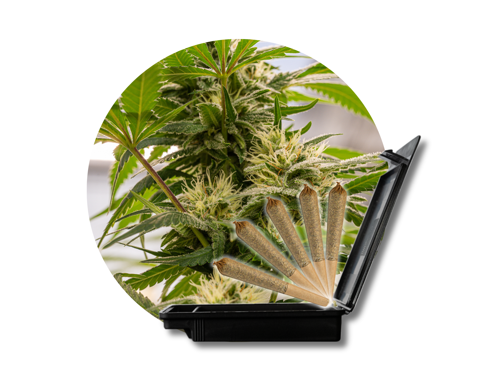Photograph of product: High Tides - Super Lemon Haze 5ct Pre-Rolls