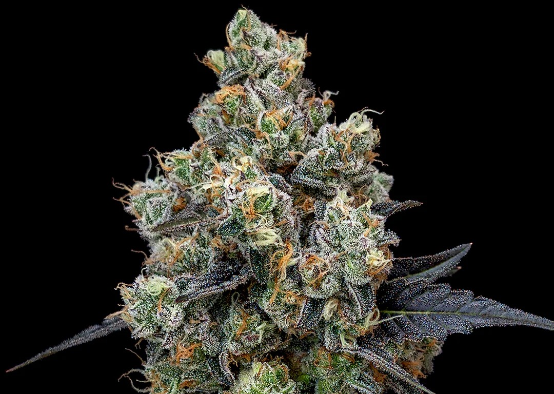 Photograph of product: Fruit Stripez Flower I Solurge Craft Oui'd I Prime - 14g