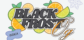 Photograph of product: Infused Flower - Black Frost OG - 3.5g