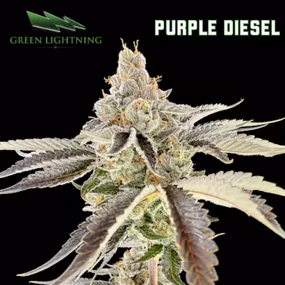 Photograph of product: Purple Diesel 3.5g
