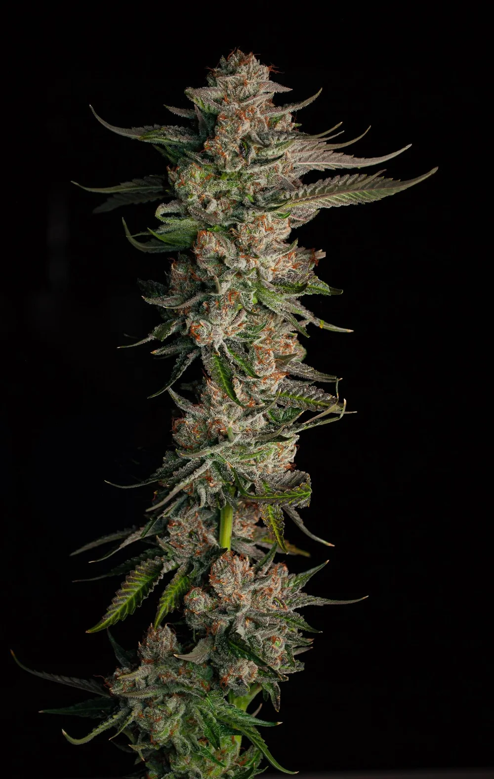 Photograph of product: Strawberry OG Smalls by Oregon Roots