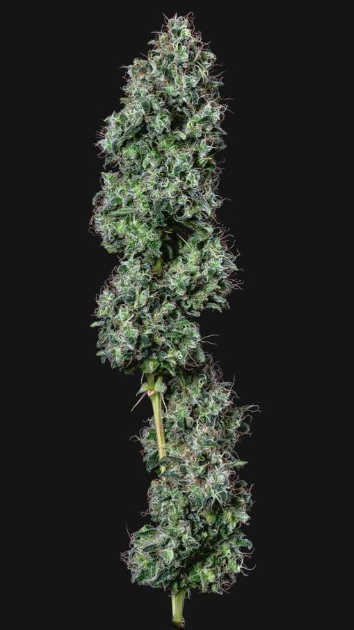 Photograph of product: Lemon Skunk - 14g