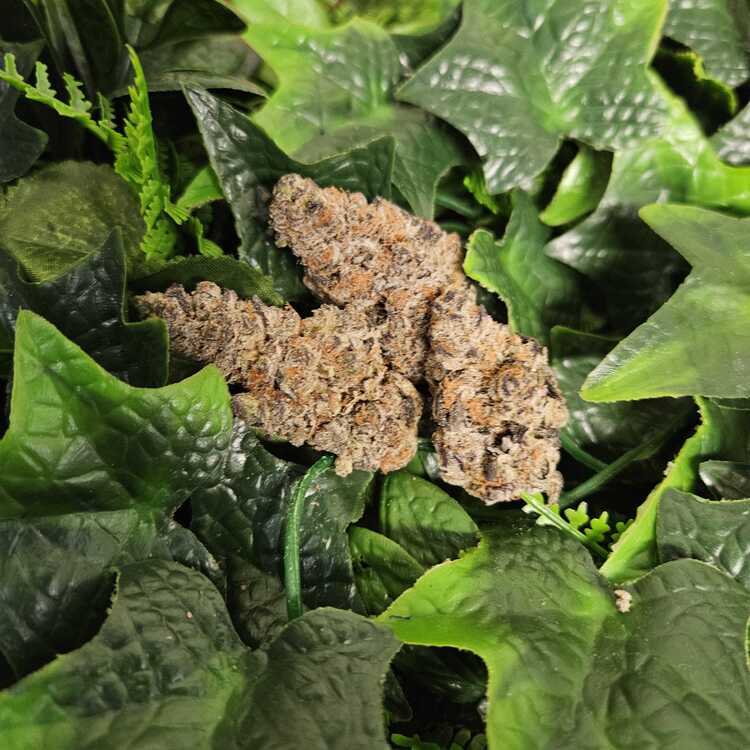 Photograph of product: Rock Candy - Indoor Flower - Koru - Harvested: 5/3/25 - 1g