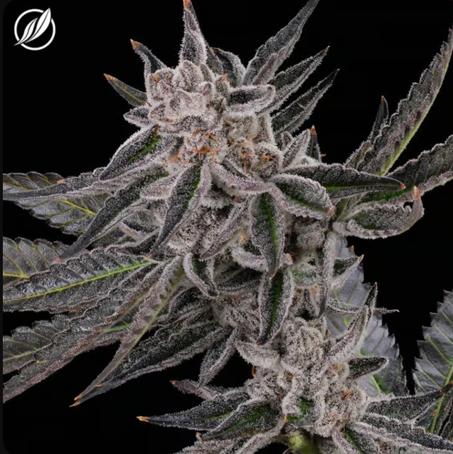 Photograph of product: OGKB Stomper Flower 3.5g H T25.57% C0020025682