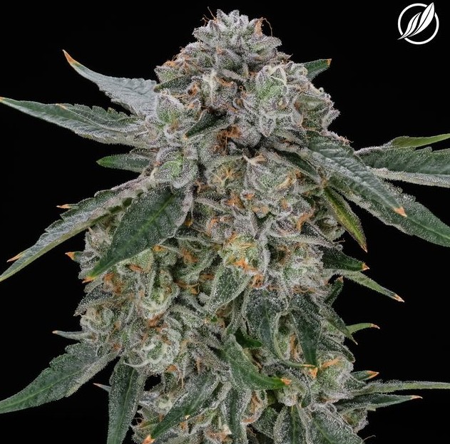 Photograph of Product: Flower | MAG Landrace | 25987 - 3.5g