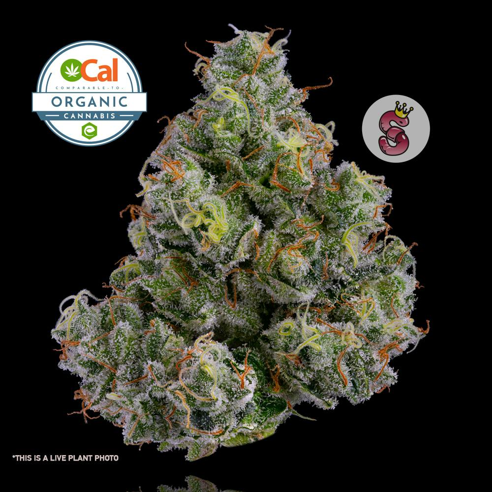 Photograph of Product: Jackapulco No Till Kings - 3.5g