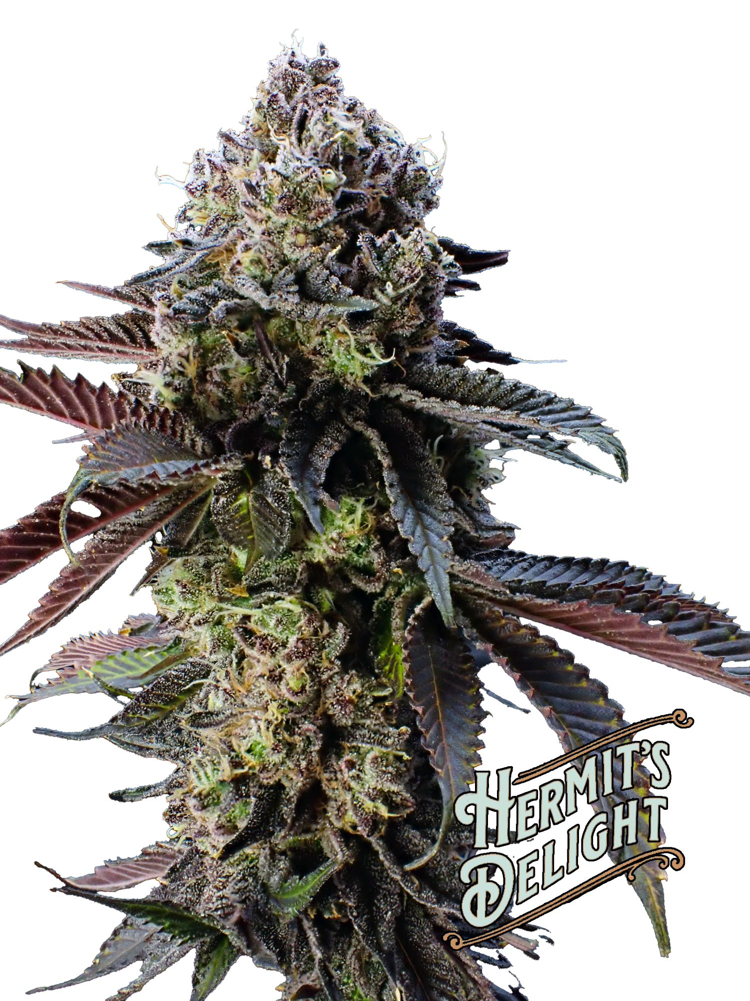 Photograph of product: au chocolat Burger (H) - Hermit's Delight - Smalls Pre-Packaged T1 - 28g