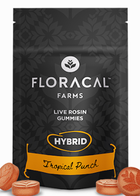 Photograph of product: Gummy Live Rosin Tropical Punch [10pk] | 100mg