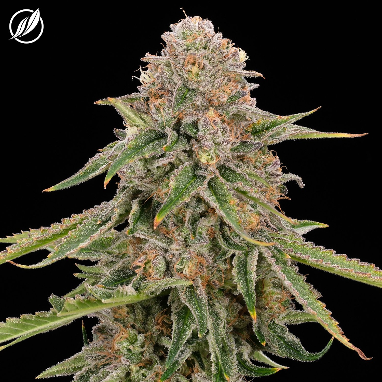 Photograph of product: Mendo Cooler Flower T27.29 (2-25821) - 3.5g