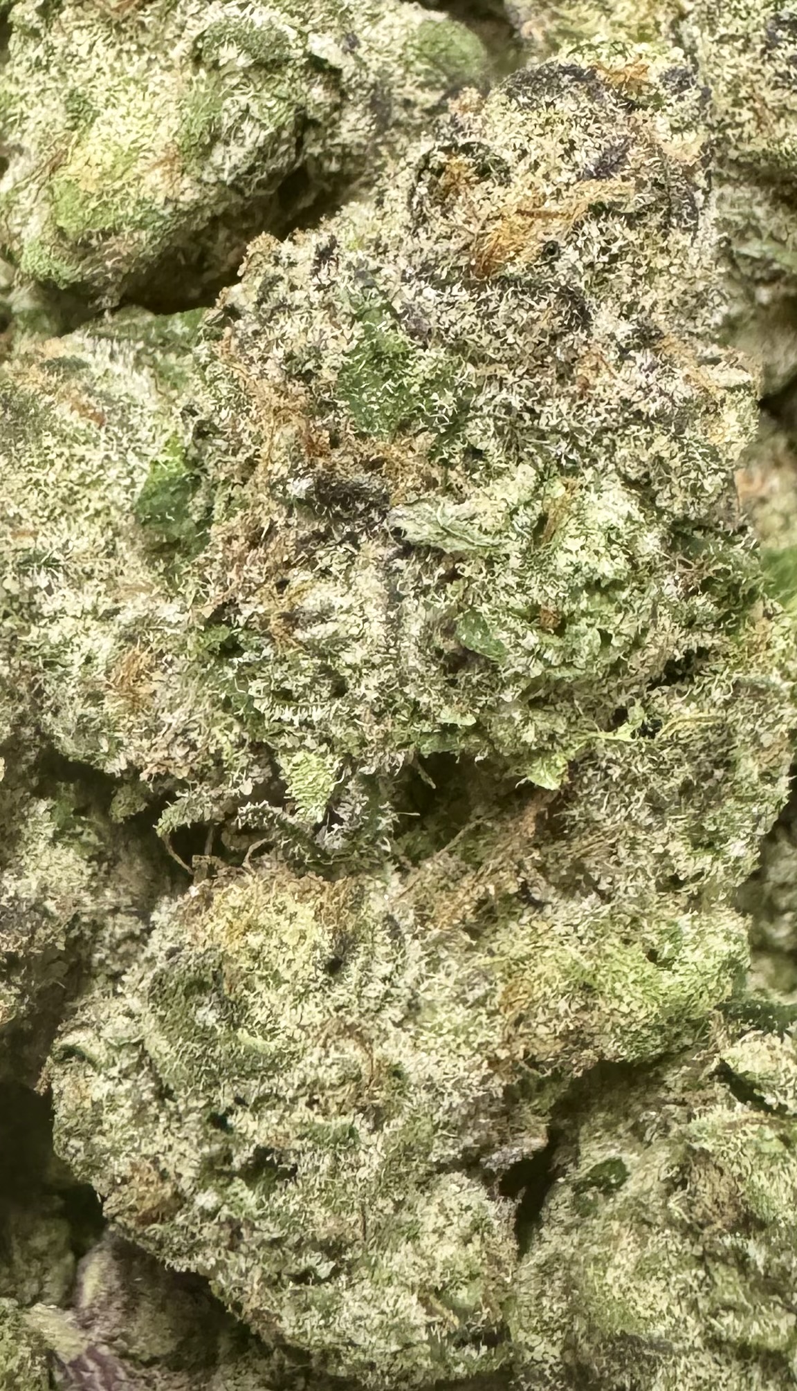 Photograph of product: Gas Tier - 100 Leafs - Space Runtz Bulk Buds - 28g