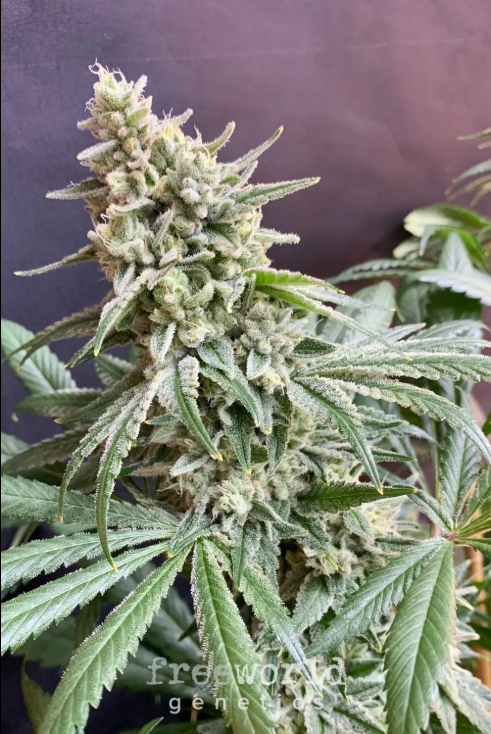Photograph of Product: Freeworld - Seeds - Head Knock (S)