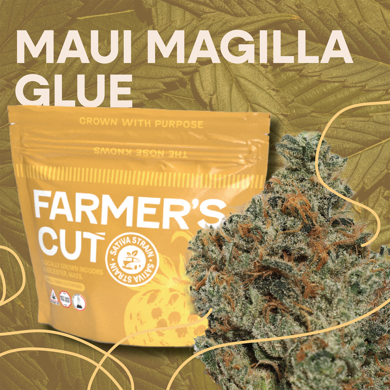 Photograph of product: Flower | Maui Magilla Glue - 28g