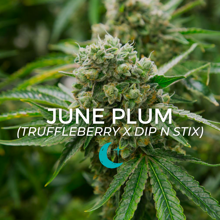 Photograph of product: June Plum - 2g