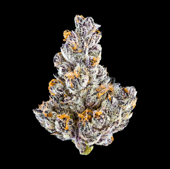 Photograph of product: French Lotus - Half