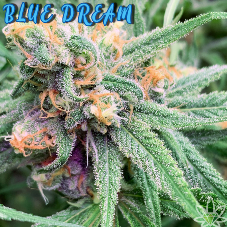 Photograph of product: Blue Dream [DOH] - by High End Farms - 7g