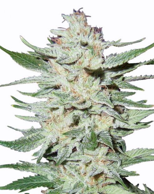 Photograph of product: White Out - 3.5g Flower