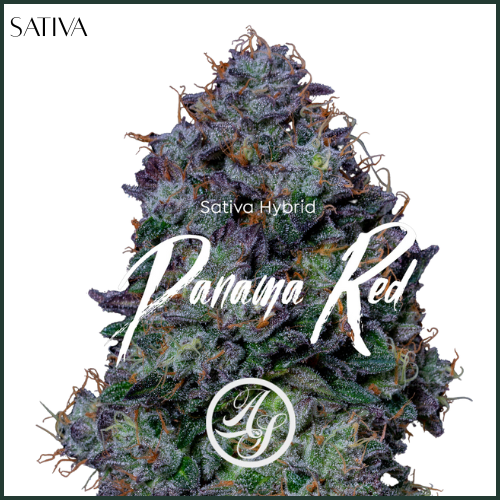 Photograph of product: AltSol DC | Panama Red | Flower - 3.5g