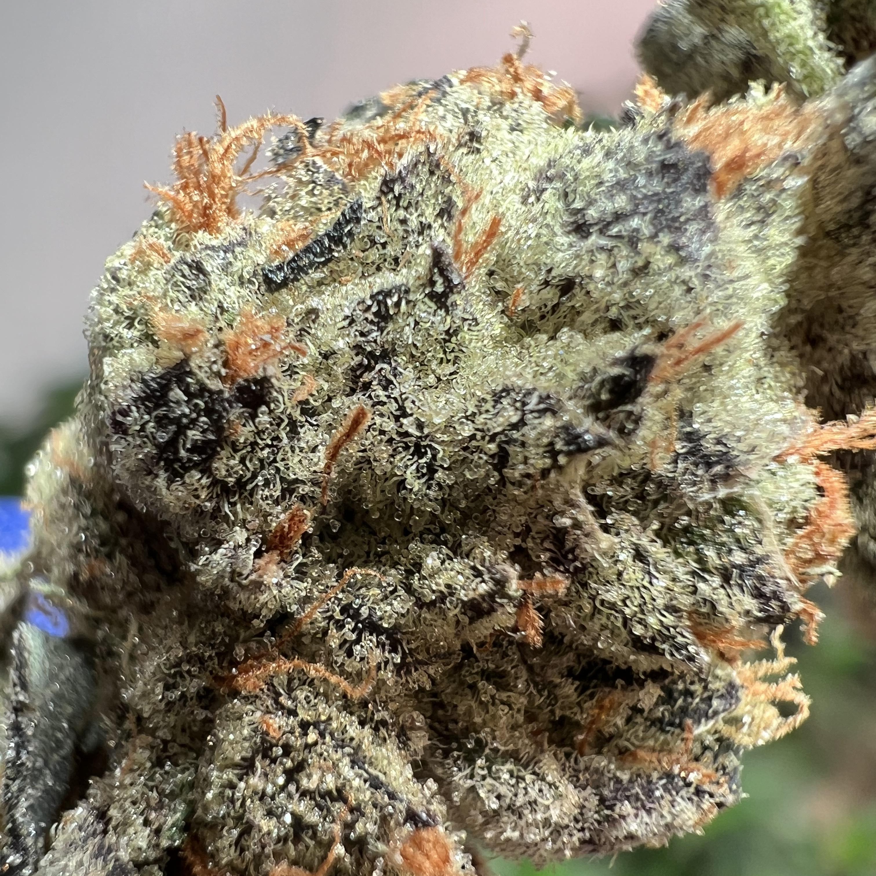 Photograph of product: Garlic Cookies 31.72% TH-oui 1G Flower By Redoubt Reefer