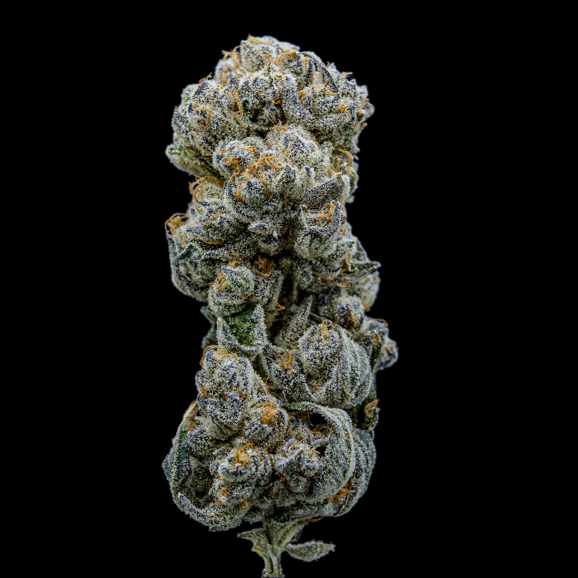 Photograph of product: Inferno | Grease Monkey x Purple Punch | 3.5g