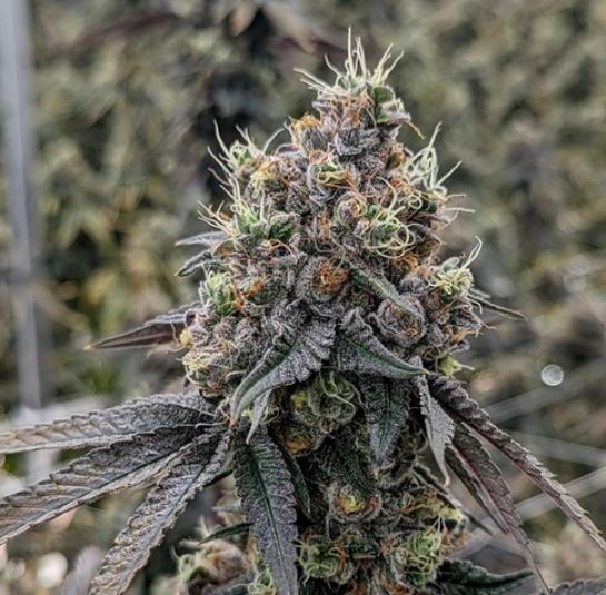 Photograph of product: Highmark | Cherry Octane Flower - 28g