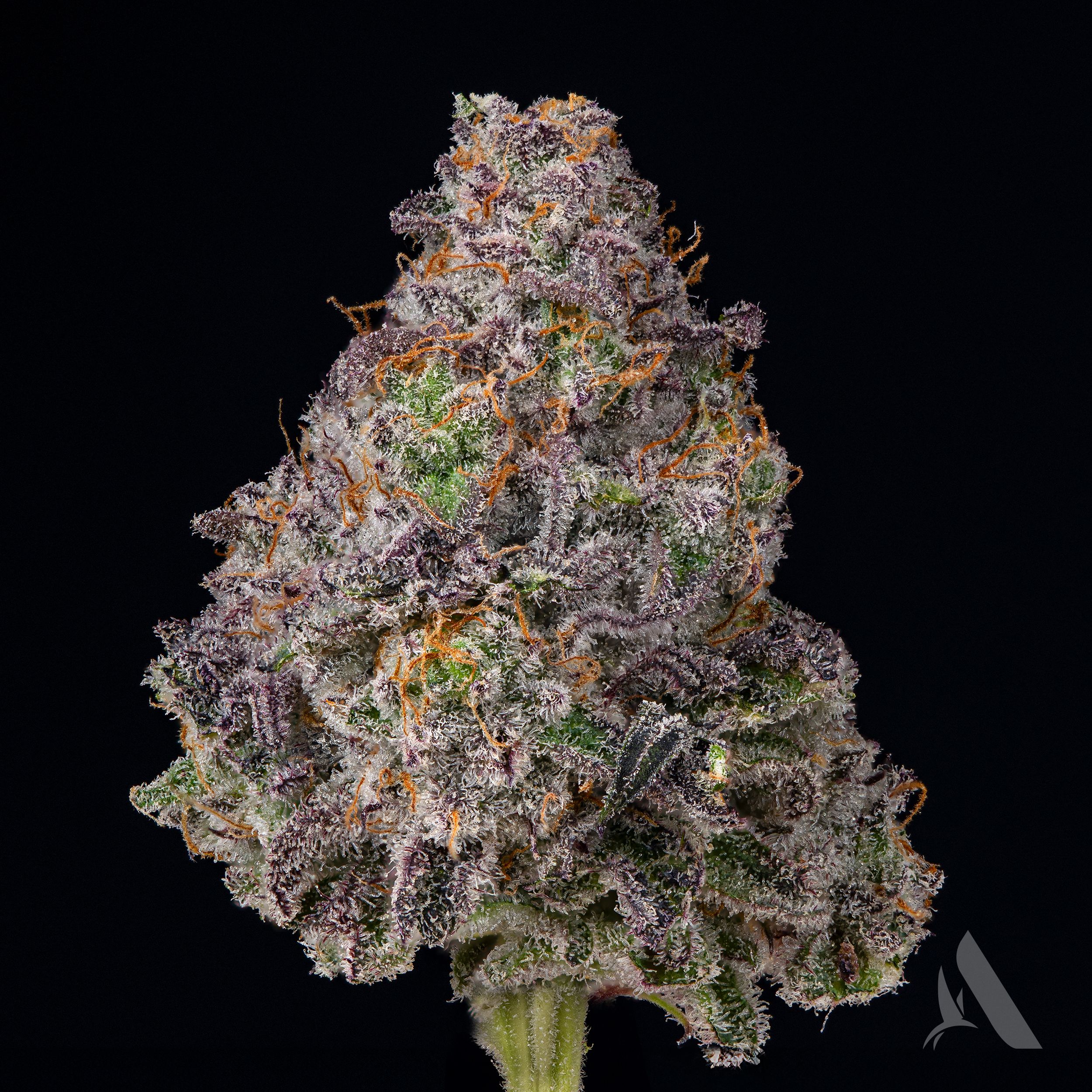 Photograph of product: Mac 1 Flower T23.62% H 00295 - 3.5g