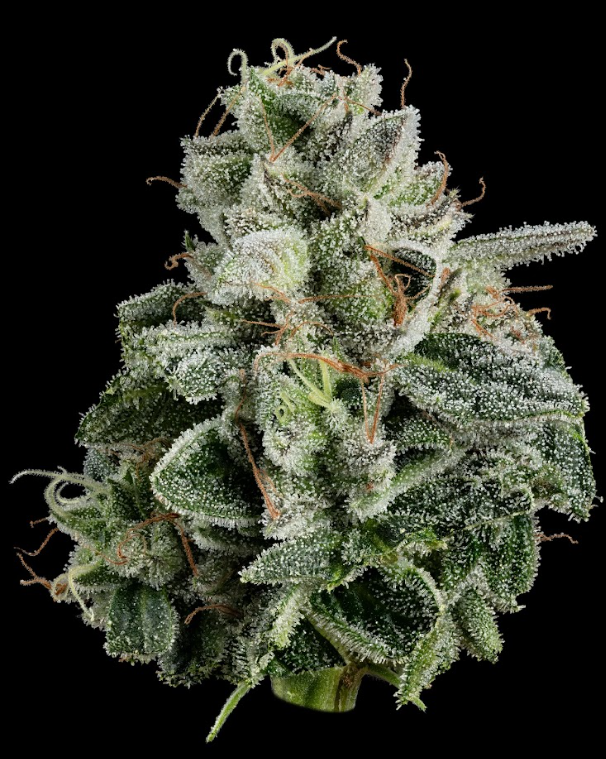 Photograph of product: Pie Dough - 3.5g