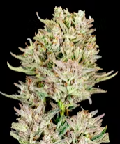 Photograph of product: Popcorn Buds | Garlic Jam | 7g