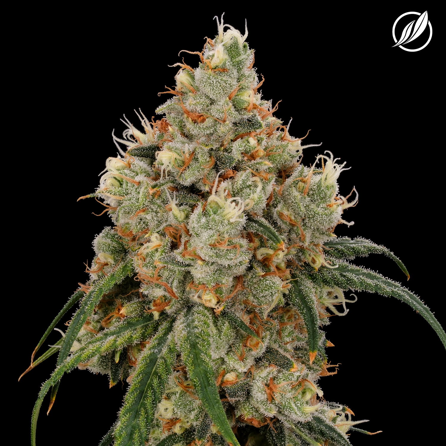 Photograph of product: Tropical Haze Flower H 26082 - 3.5g
