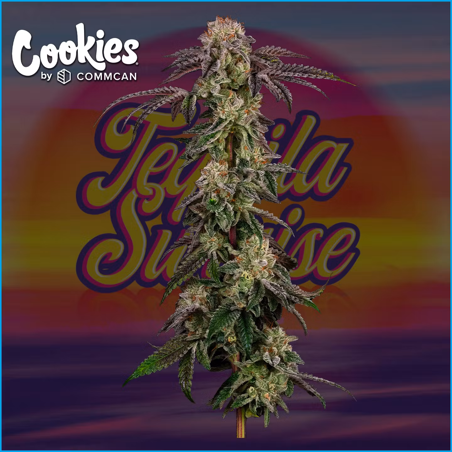 Photograph of product: Tequila Sunrise - 3.5g
