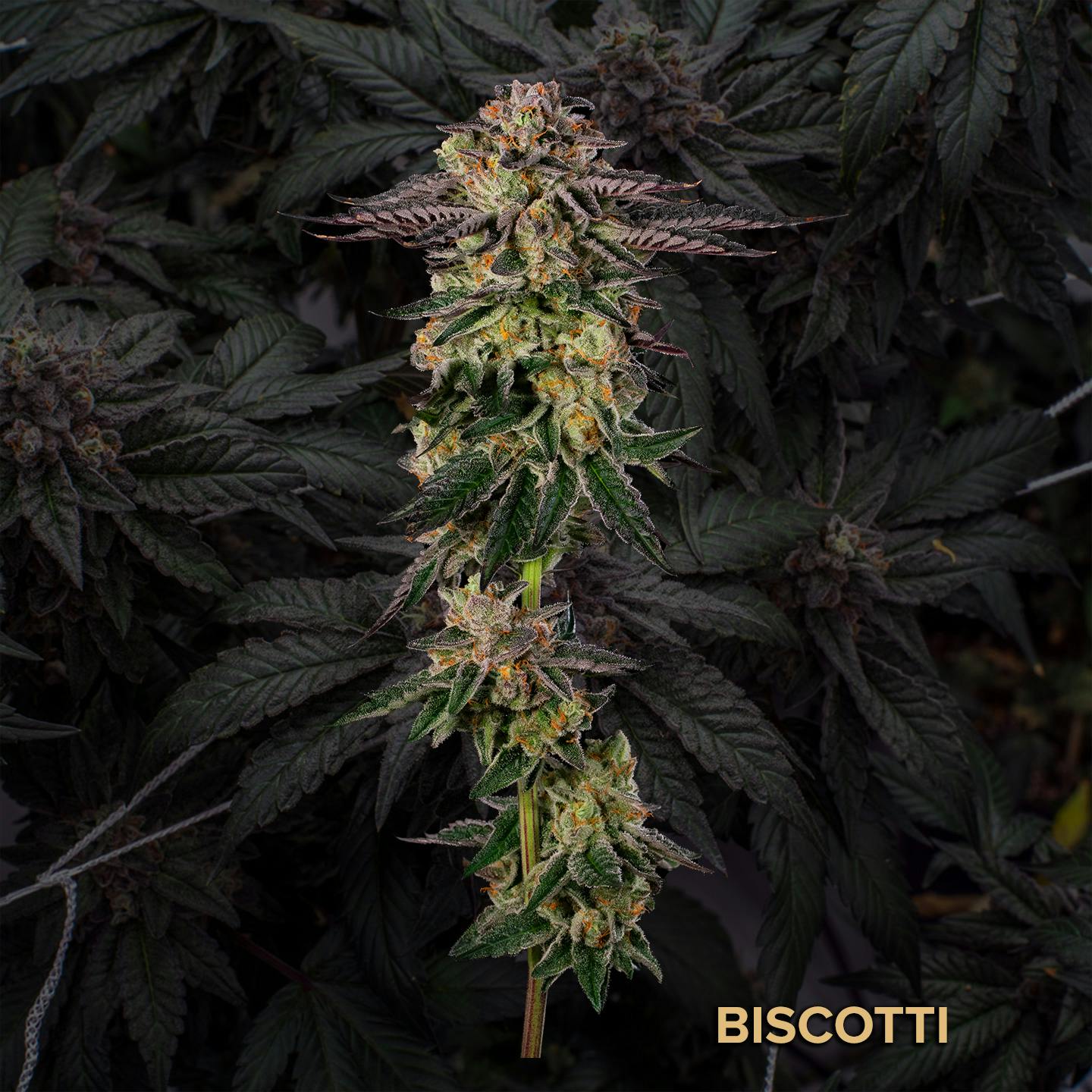 Photograph of product: Biscotti