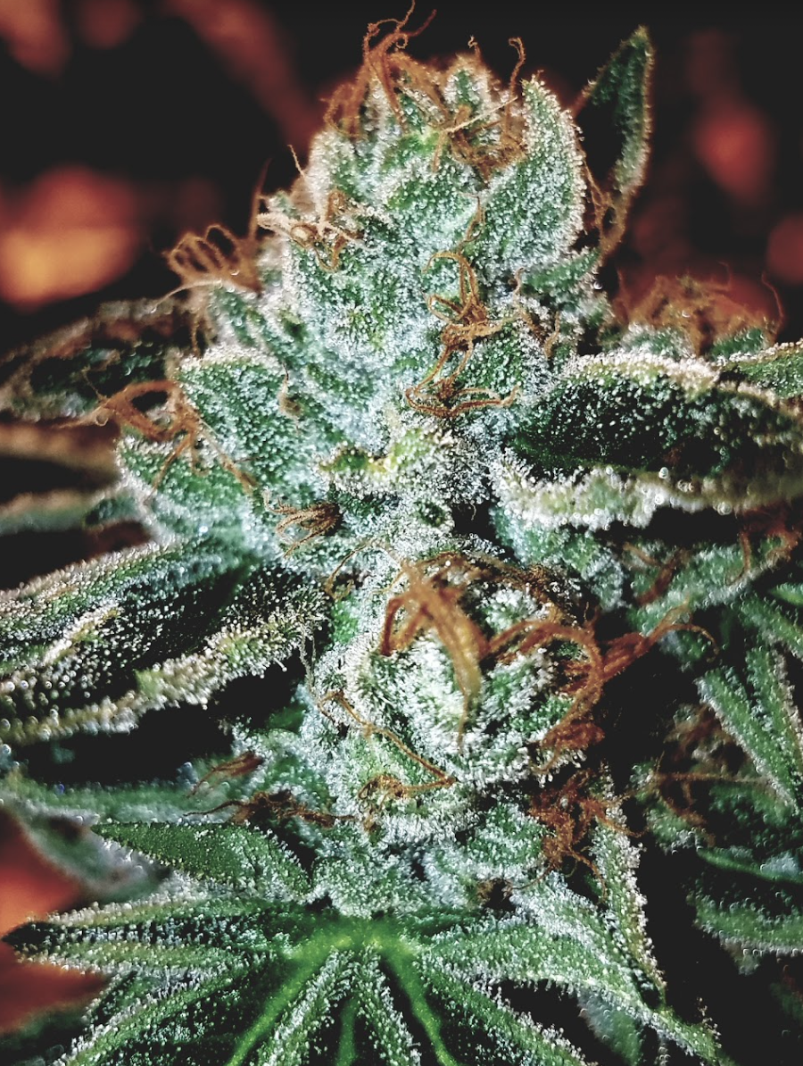 Photograph of product: Fatty Sours #1 1/8 Prepack - 3.5g