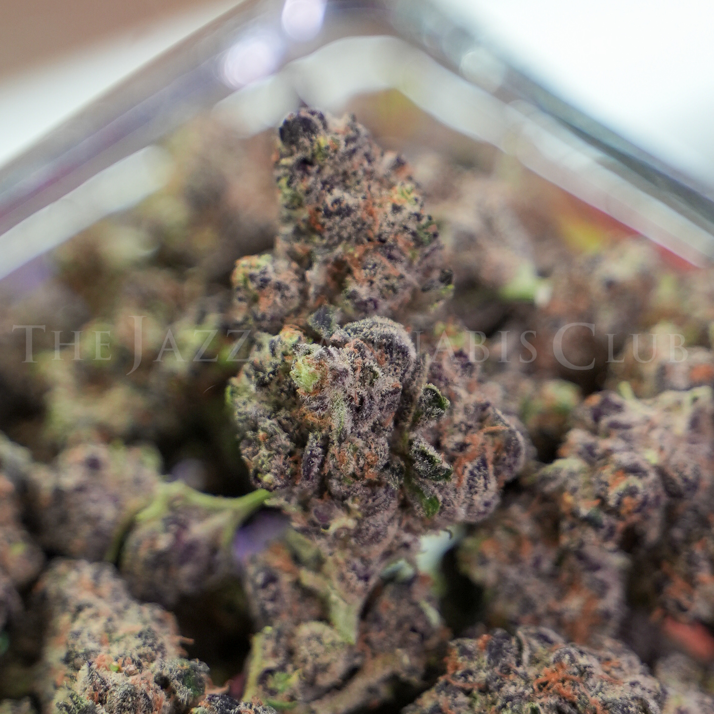 Photograph of product: Platinum Lemon Cherry Gelato - Bulk Flower - 14g