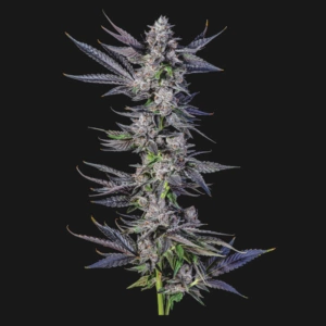 Photograph of product: Be1Kind - 2 pre-rolls x 0.75 - - Chem Lemons