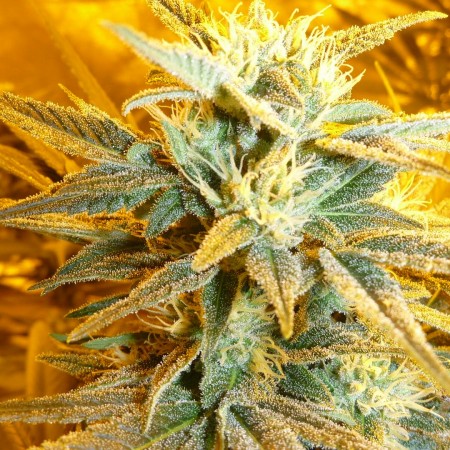 Photograph of product: Snow Lotus GSC 1/8 Prepack - 3.5g