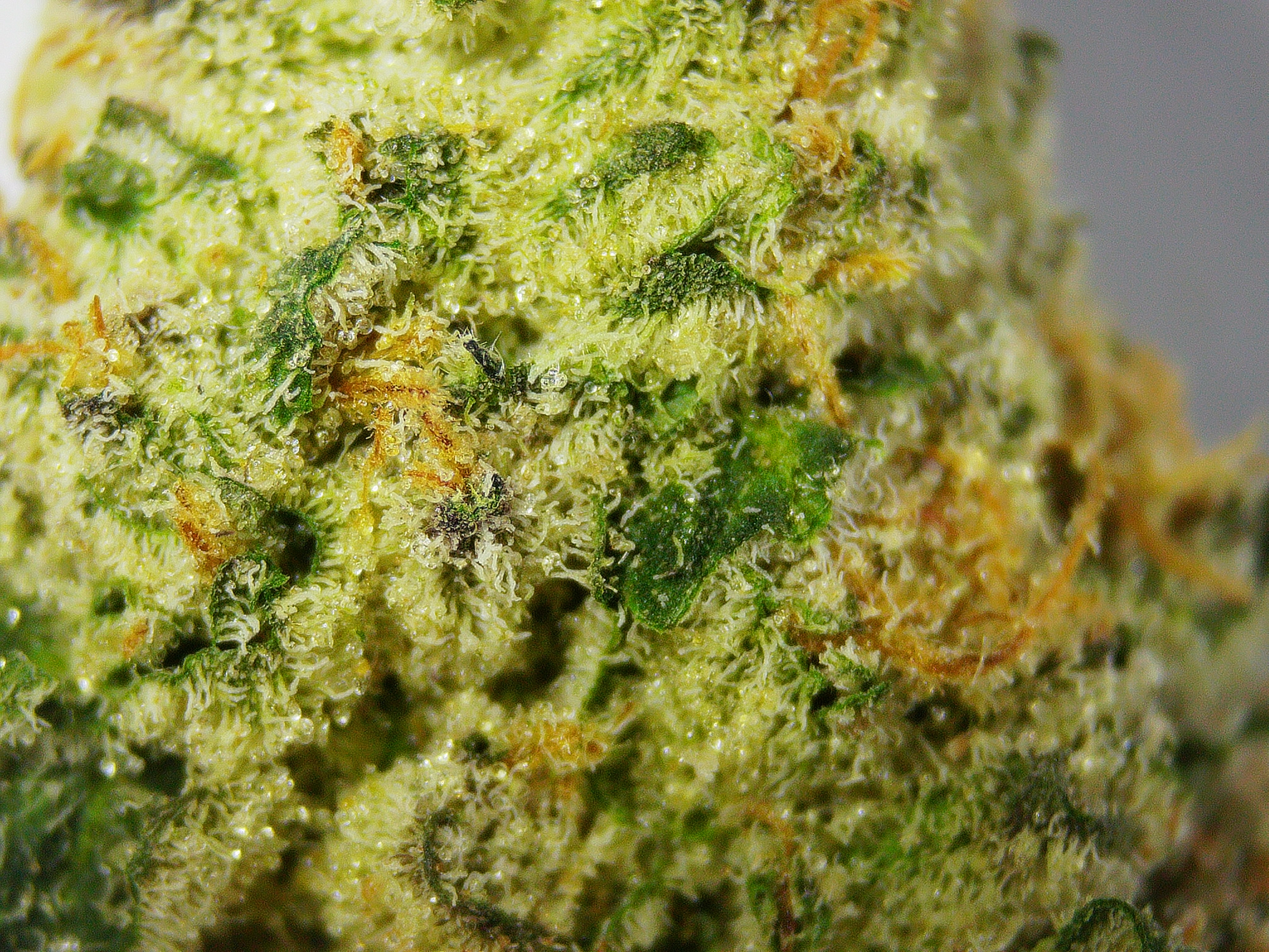 Photograph of product: Satori Dulce De Uva 1/2 - 1g
