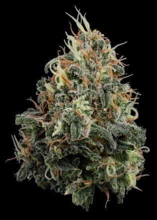 Photograph of product: Papaya Splash  PRJ | 1g | U4EA Farms