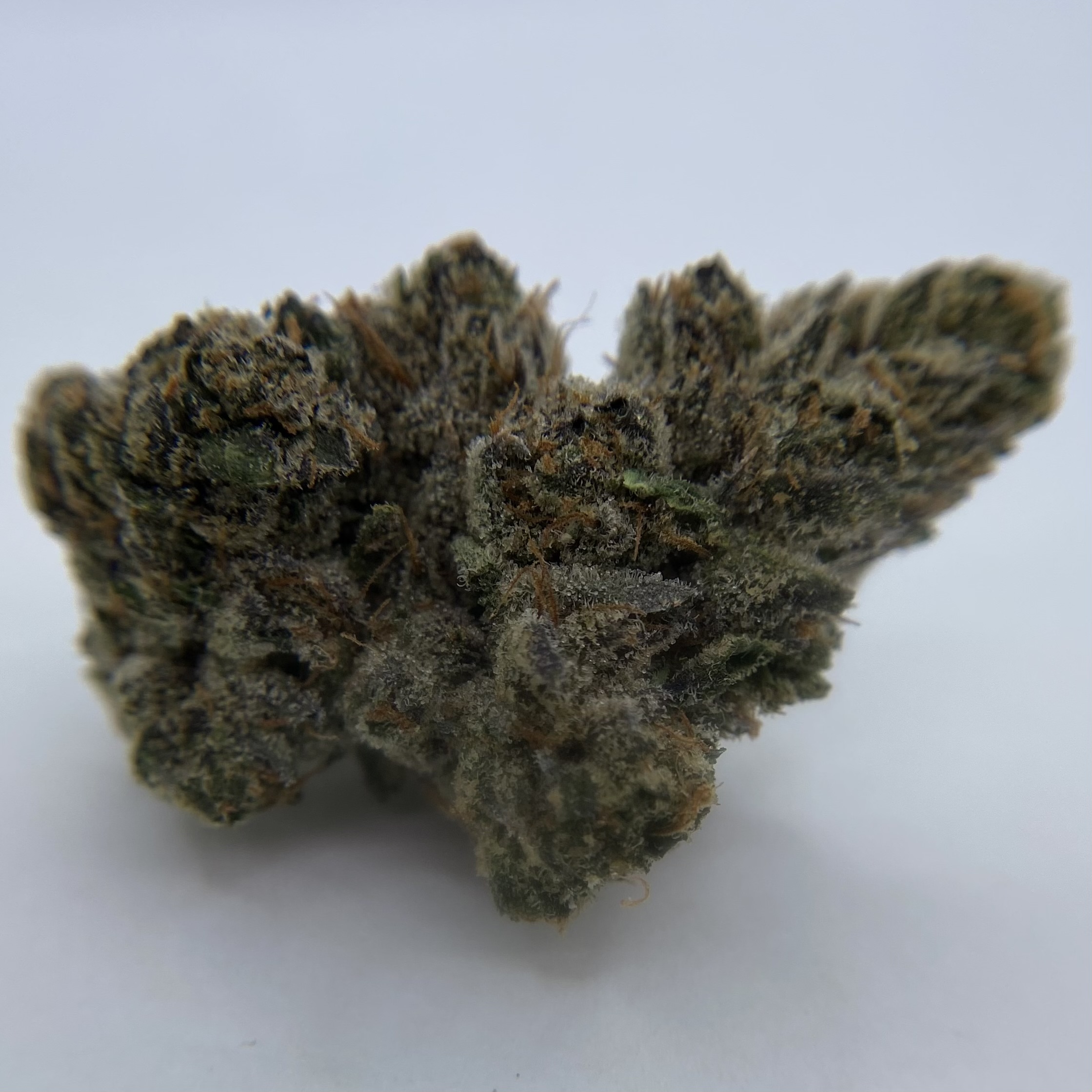 Photograph of product: INDICO: Ghost Gelato Buds - 28g