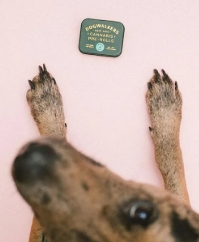 Photograph of Product: Dogwalkers Kosher Kush 5-Pack Prerolls 1.75g