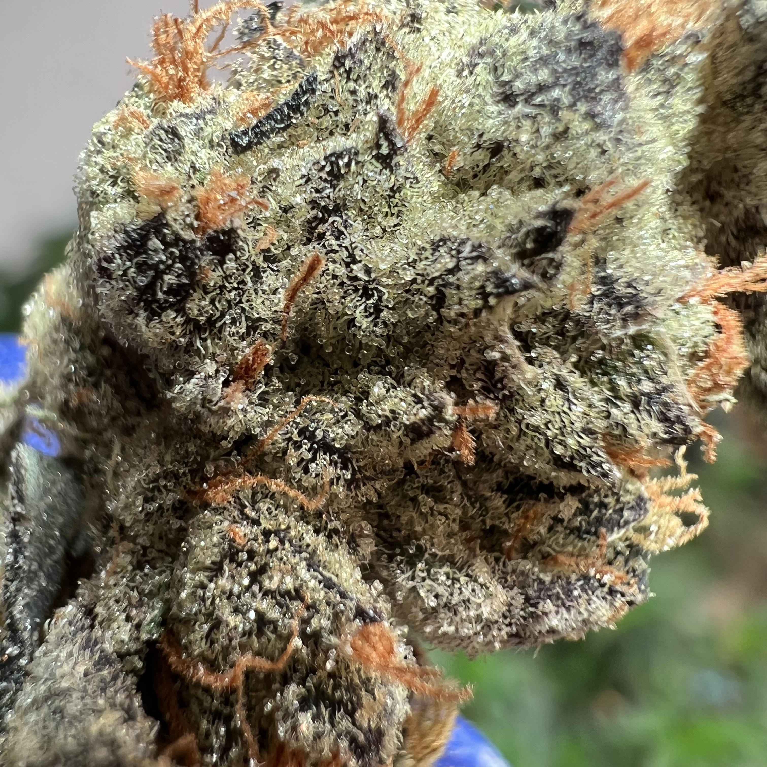 Photograph of product: Garlic Cookies 31.72% TH-oui Flower By Redoubt Reefer