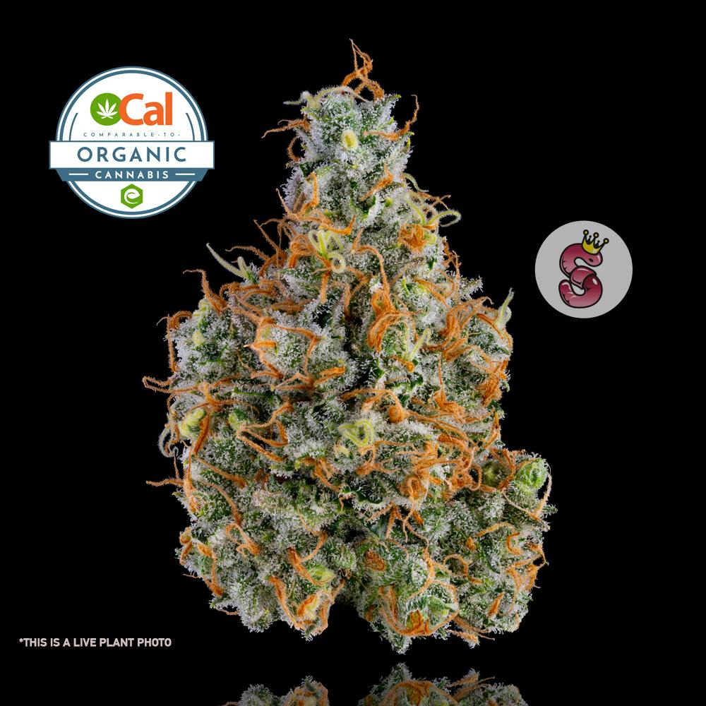 Photograph of product: No Till Kings | Super Silver Haze - 3.5g