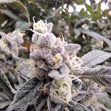 Photograph of product: Bickett OG 3.5g-I