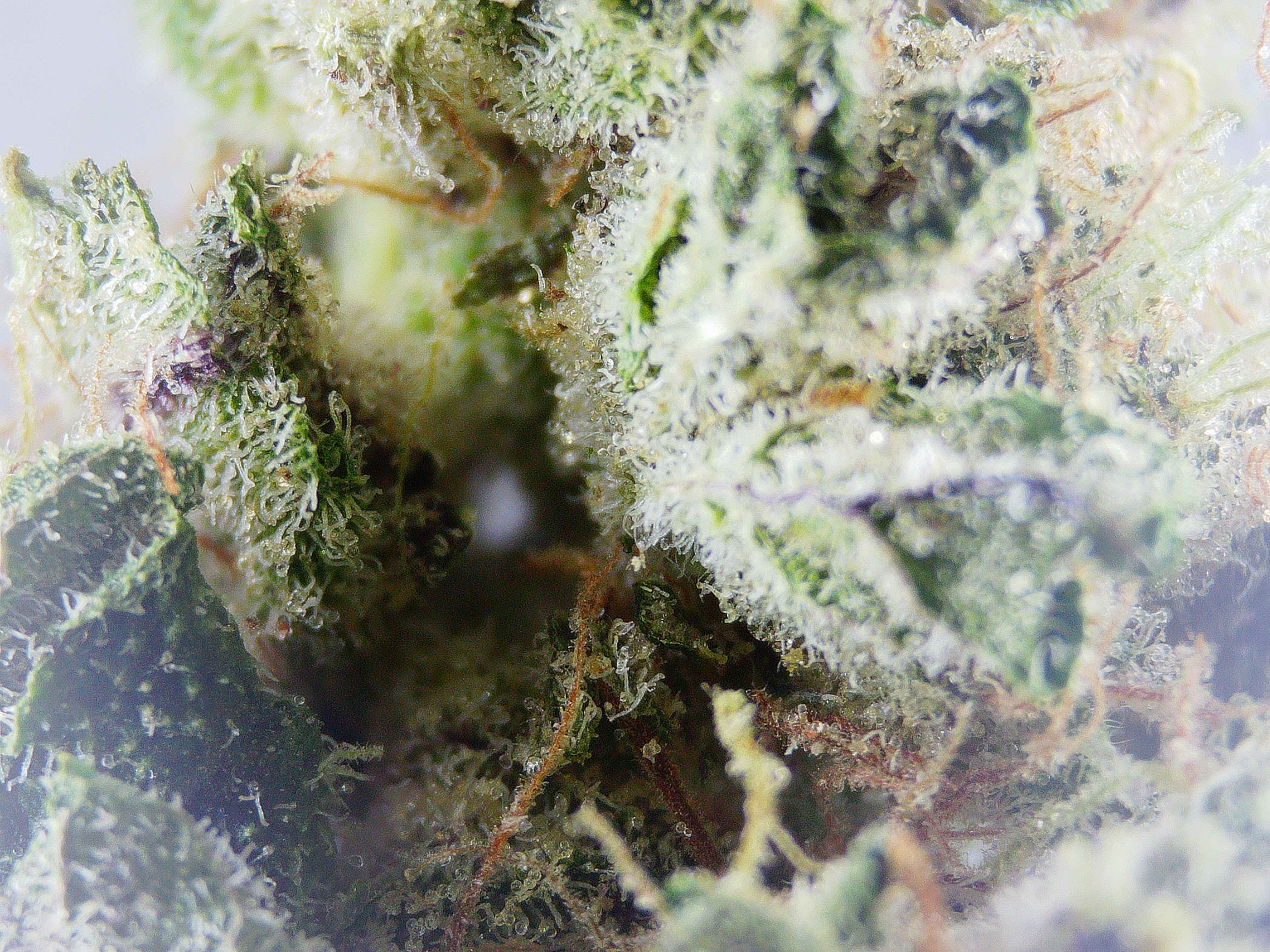 Photograph of product: Vermont Select Double Stuff Cookies BULK Flower - 1g
