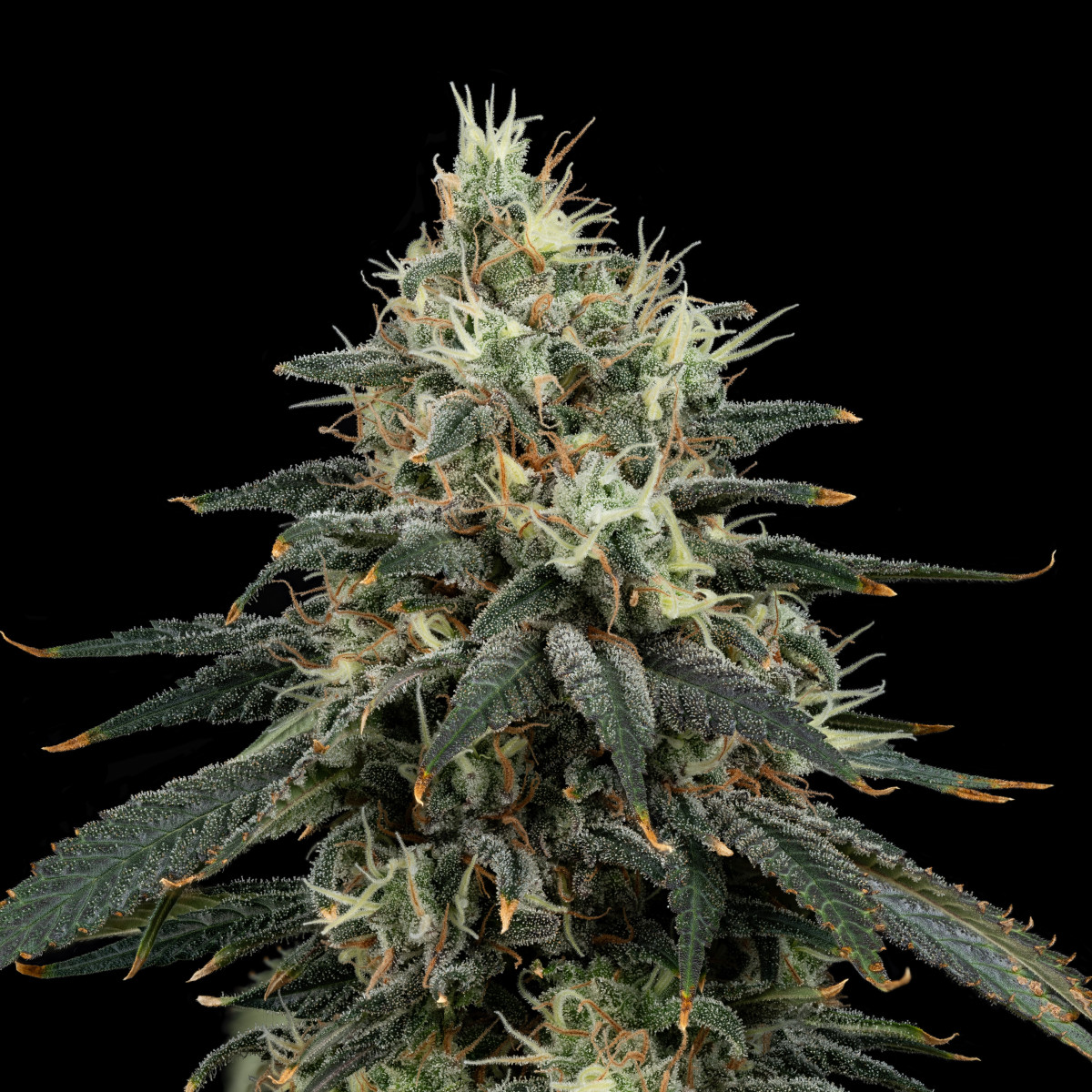 Photograph of product: Papaya Splash | Smalls | TAC: 27.3% - 3.5g