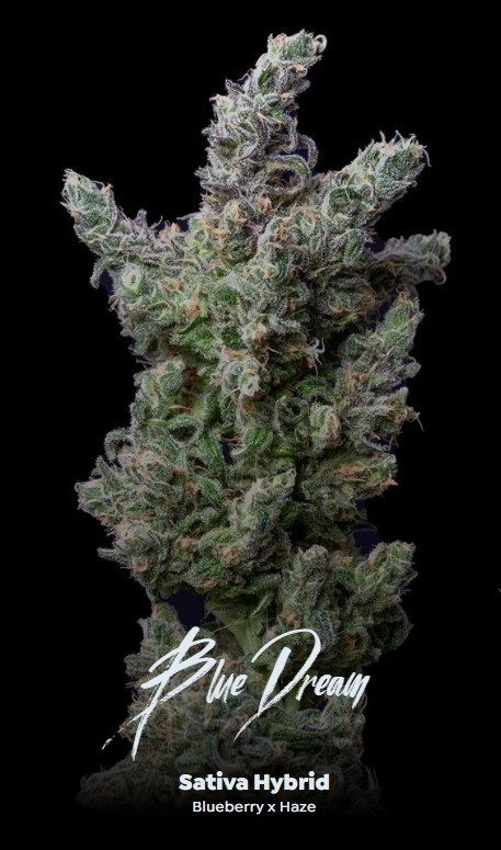 Photograph of product: ALT | 3.5G | Blue Dream
